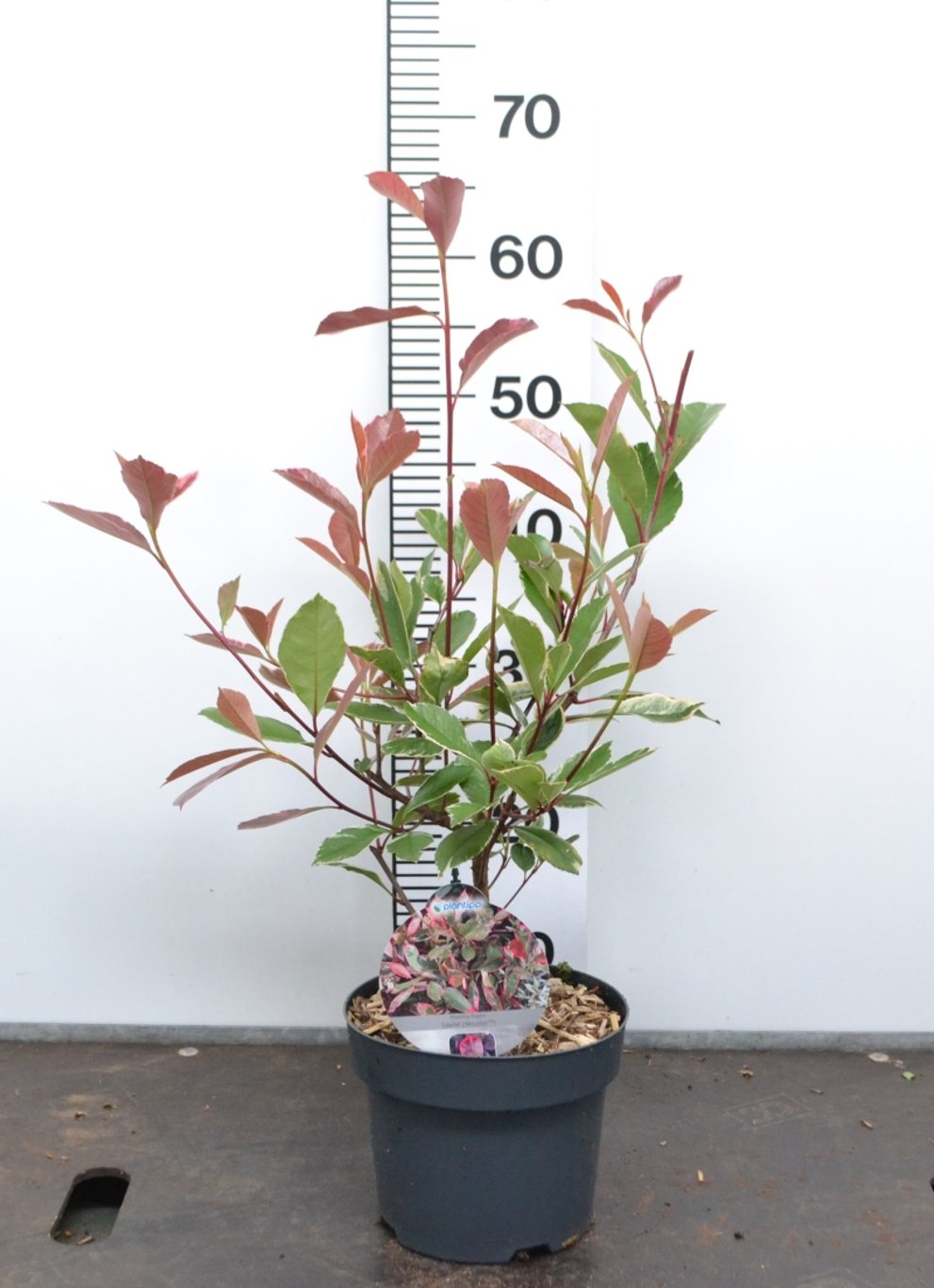 Photinia fraseri 'Louise'® - C3 20-40 CM